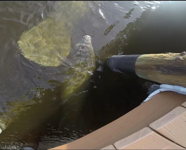 Manatees at the dock