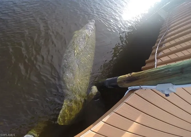 Manatees at dock
