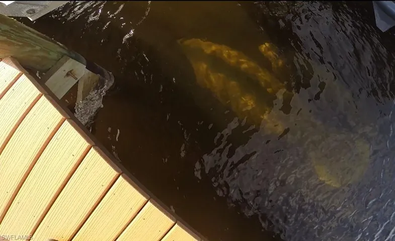 Manatees at the dock