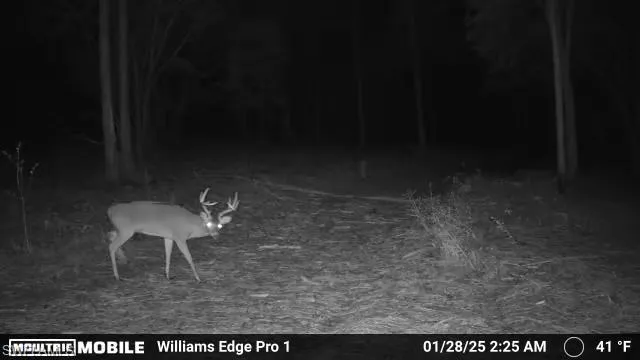 Deer!