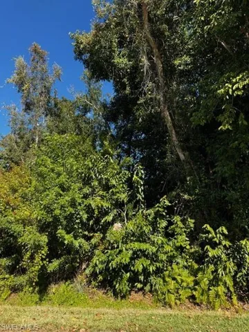 View of tree filled area