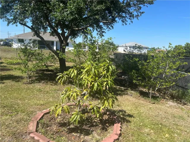 Back Yard