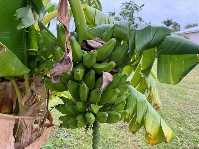 Banana Tree