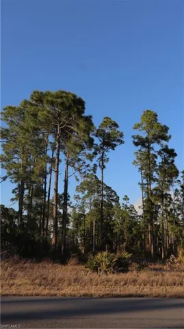 Views of trees