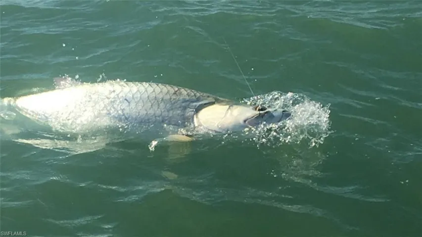 local tarpon