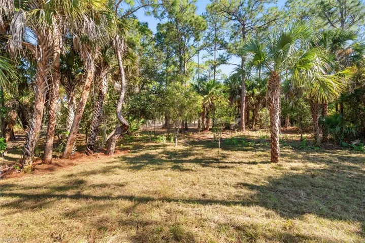 The back half of this property is cleared of brush, but spared of some mature palm trees and pine to give lots of shade to the property. The pine in the picture has some really interesting curves!