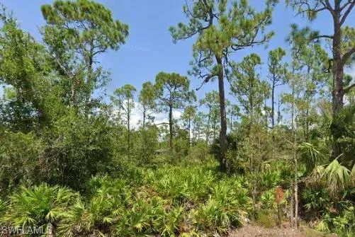 View of local wilderness