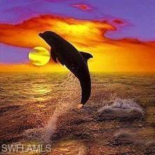 Love our Dolphins