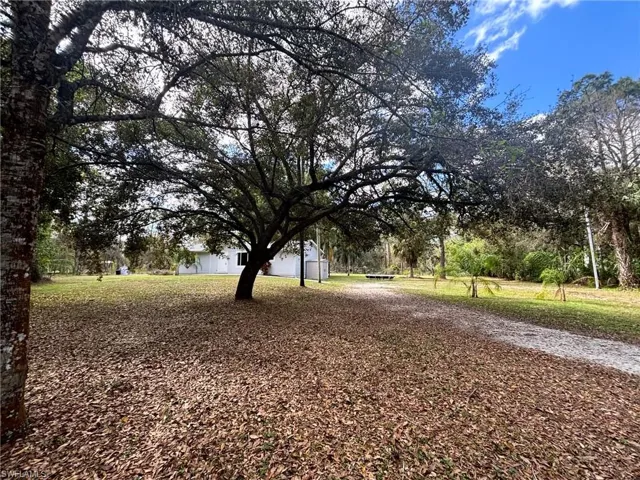 Beautiful oak tree on front yard