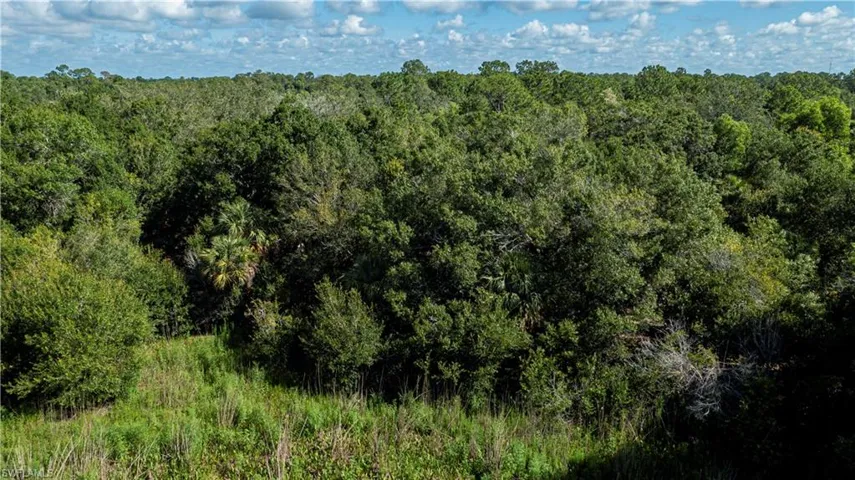 View of tree filled area