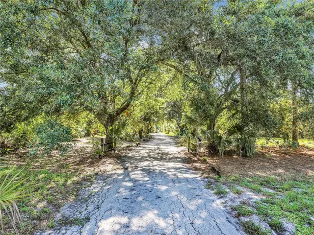 View of road with a forest view