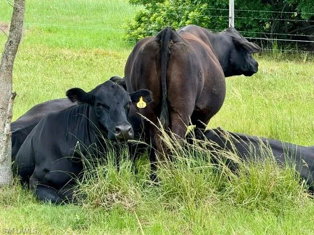 6 Heads of Cattle (Negotiable)