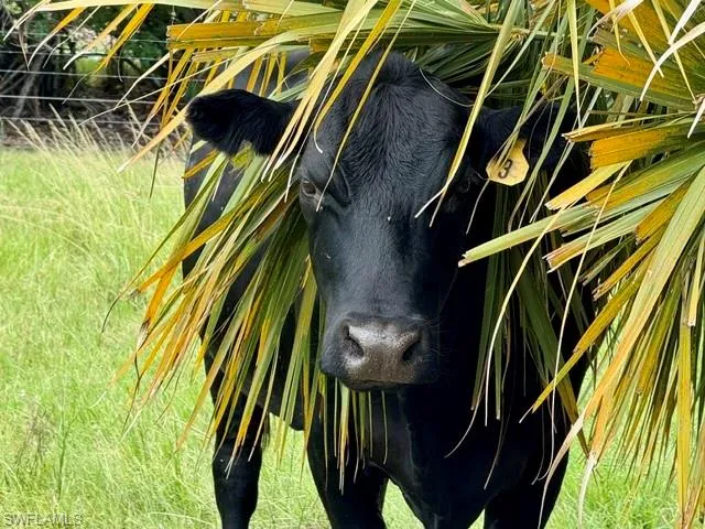Here's Looking at Moo :)