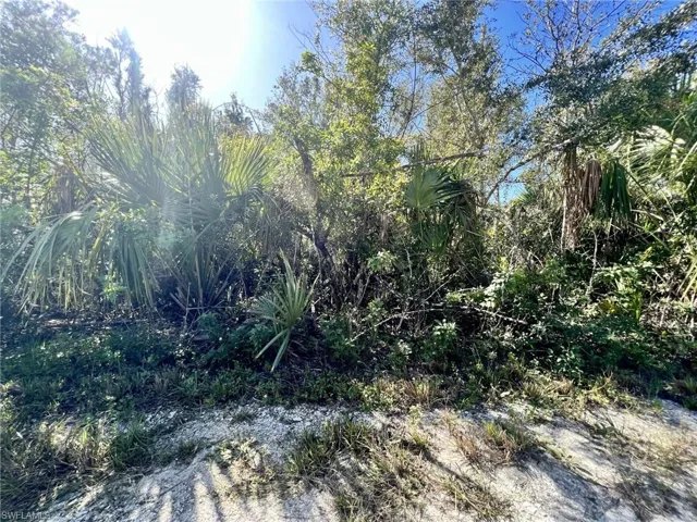 View of local wilderness