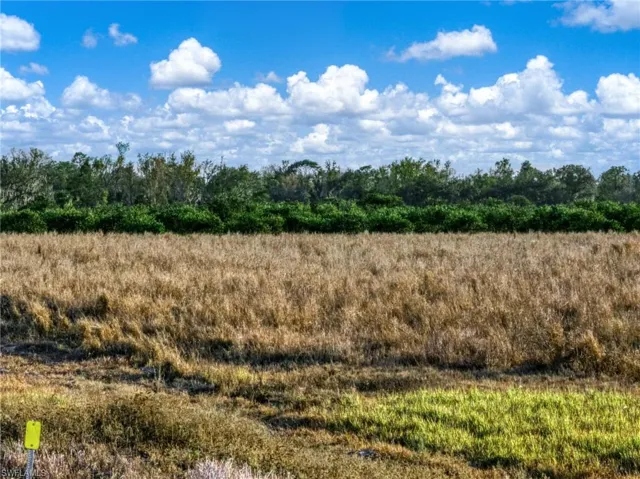 View of local wilderness