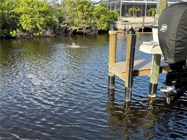 Another view of a dolphin playing in the backyard (canal).  Being so close to open water and their natural habitat, they love to chase fish and are super friendly!  Truly a paradise second to none!