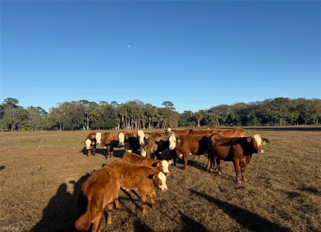 Nature at dusk with a rural view