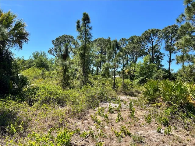 View of local wilderness