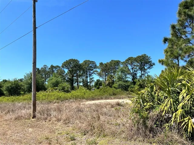 View of local wilderness