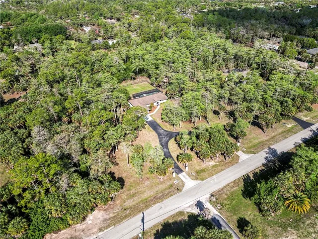 Bird's eye view of a forest