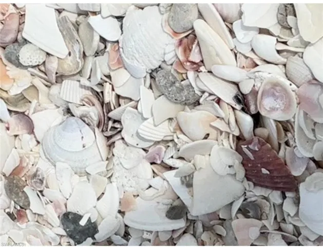 Seashells on Beach