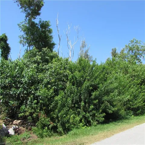 View of local wilderness