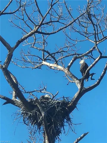 Eagles nest
