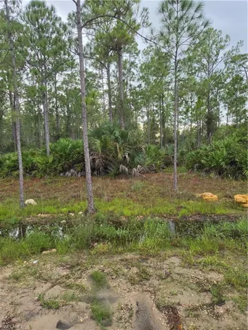 Dense natural vegetation with mature pine trees and varied undergrowth