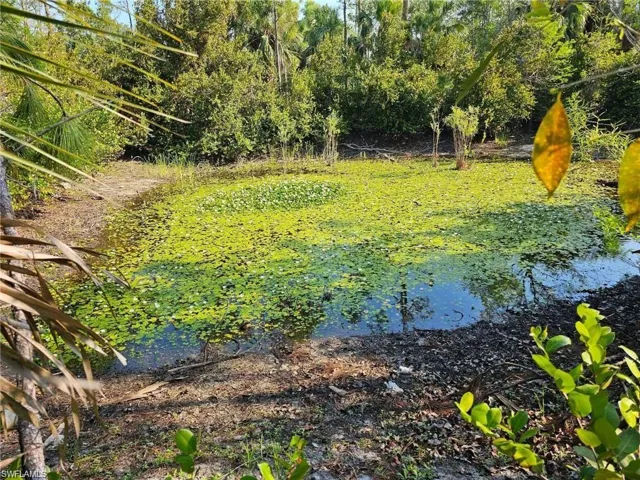Pond