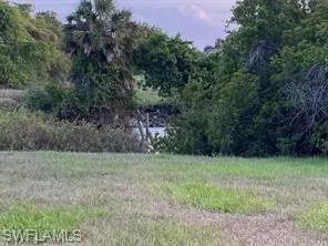 View of tree filled area