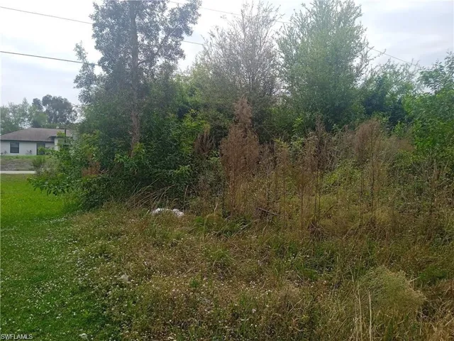 View of local wilderness