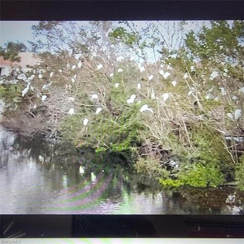 In the Evening Enjoy watching these beautiful Birds out your Lanai/Living room