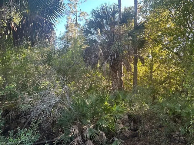 View of local wilderness