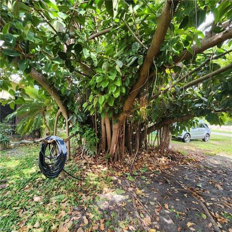 Large Shade tree in back yard