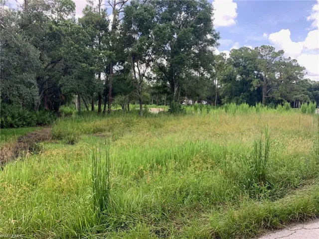 View of local wilderness