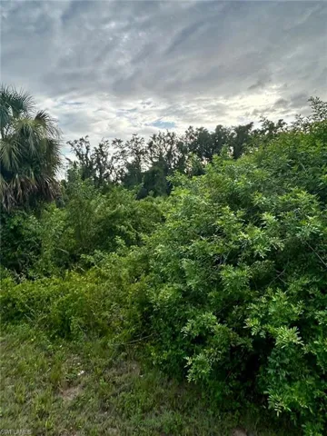 View of local wilderness