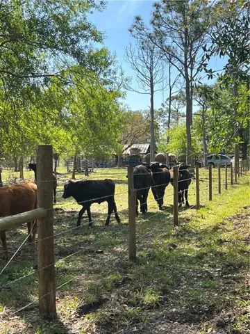 neighbor’s cows