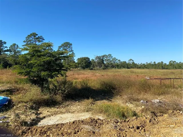 View of local wilderness