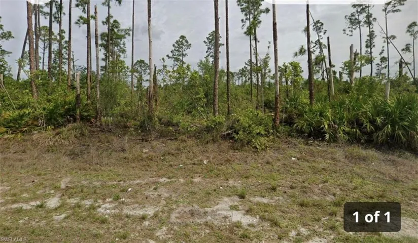 View of local wilderness