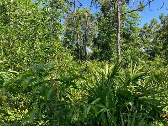 Very private wooded lot with many native species.  Surrounded by groves.