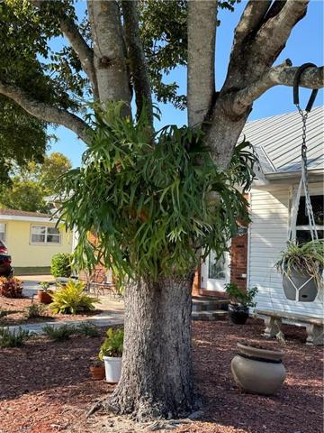 Beautiful mature trees