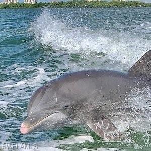 Dolphins of course are a local favorite.