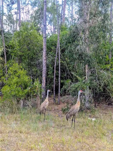 Wildlife on the street!