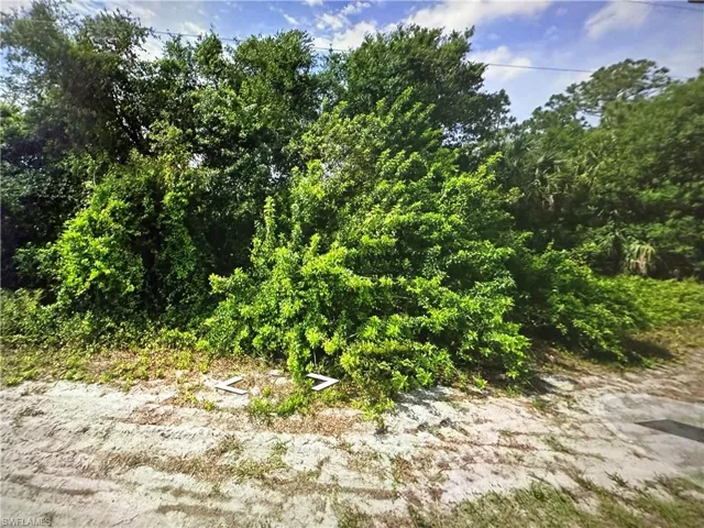 View of local wilderness