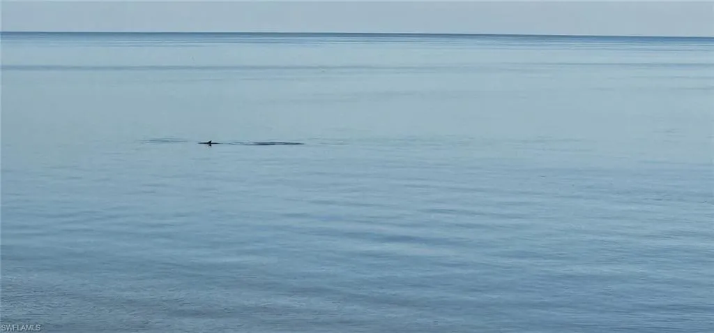 Dolphin Sighting