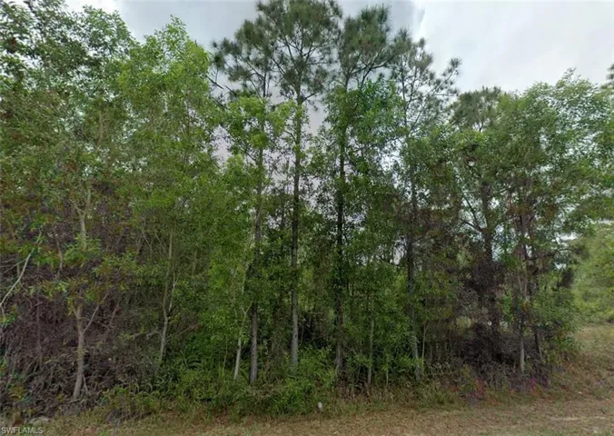 View of local wilderness