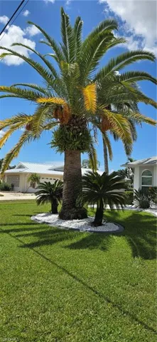 Canary Island Date Palm!  Very valuable.