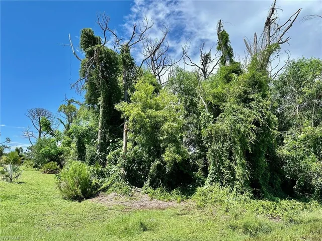View of nature