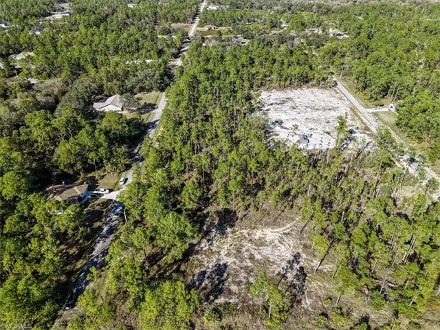 Bird's eye view of a forest