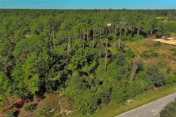 Aerial view of a forest